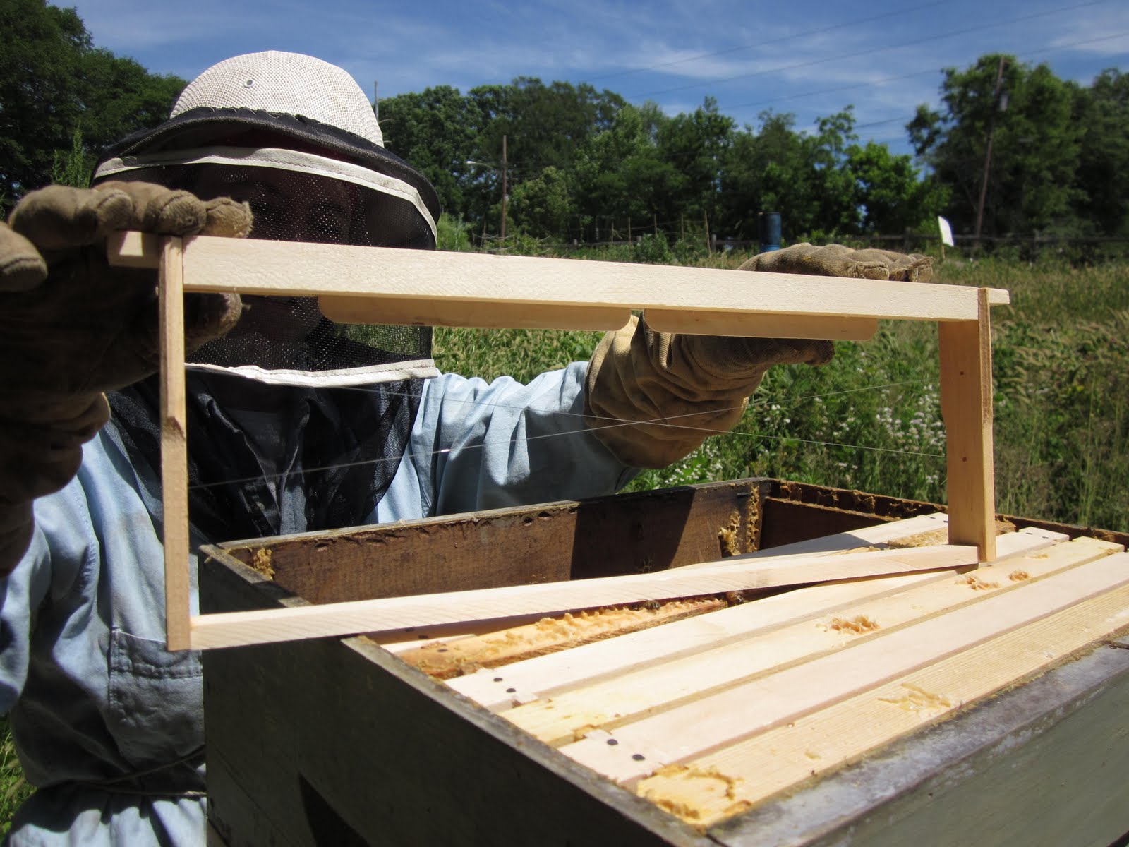 Cassandra's Bees Foundationless frames and another split.