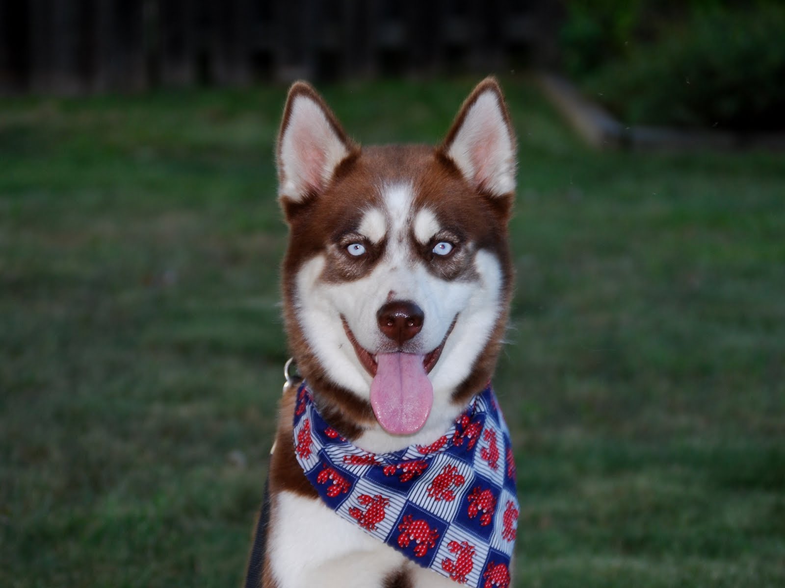 сибирский хаски. порода собак хаски. хаски доги. хаски доги. хаски доги.