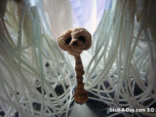 [20100209_SkullDried.jpg]