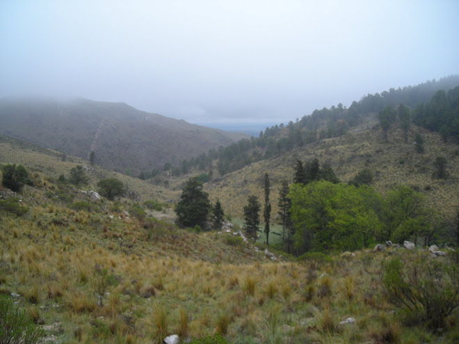 Bosque Alegre (camino al observatorio, vista)