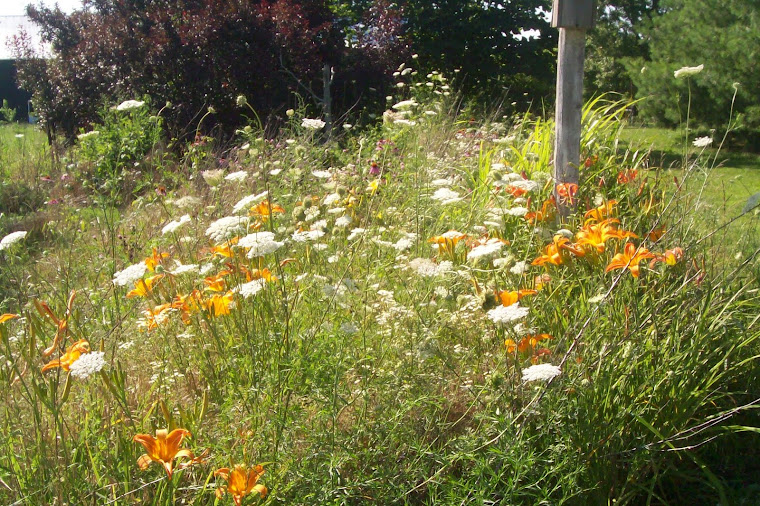 Wildflowers