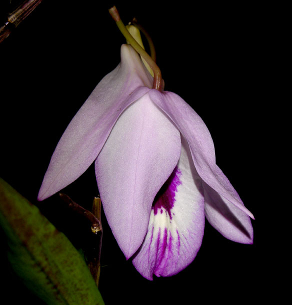 Dendrobium maccarthiae