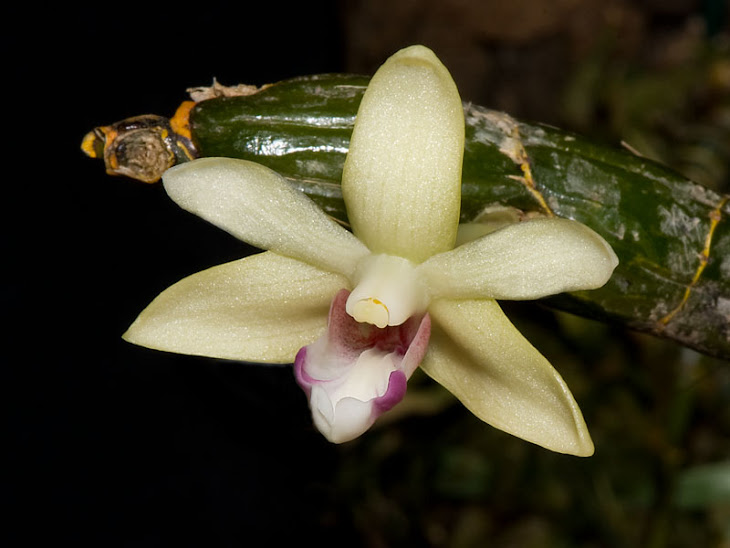 Dendrobium bicolense