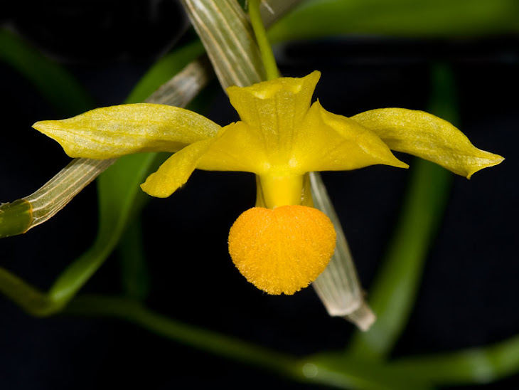 Dendrobium chrysocrepis