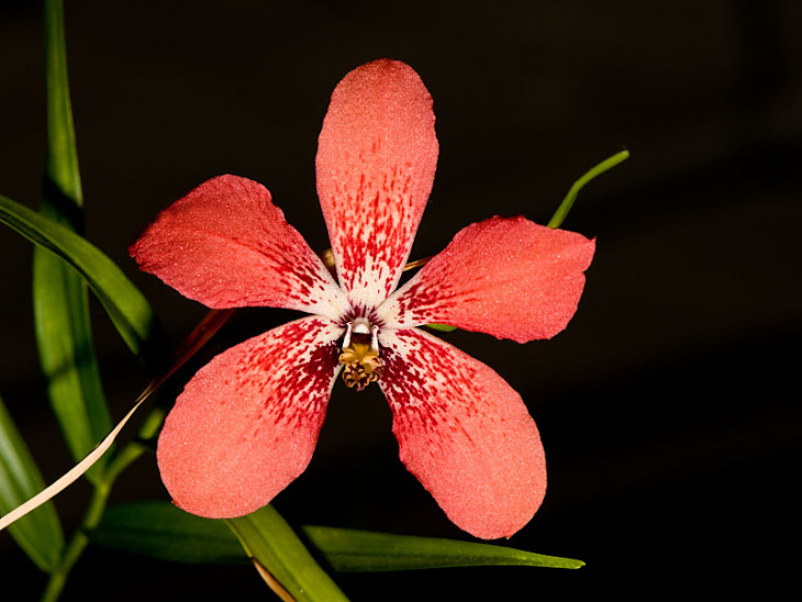 Dendrobium cinnabarinum