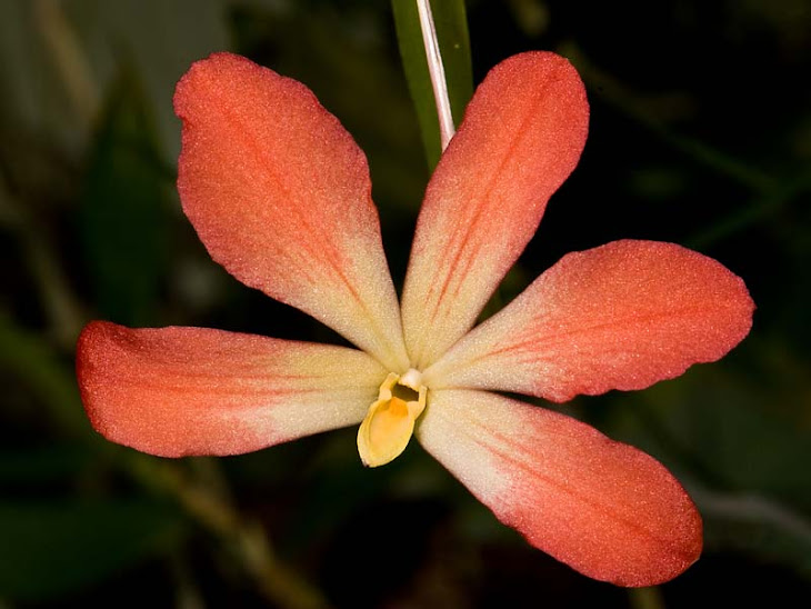 Dendrobium cinnabarinum