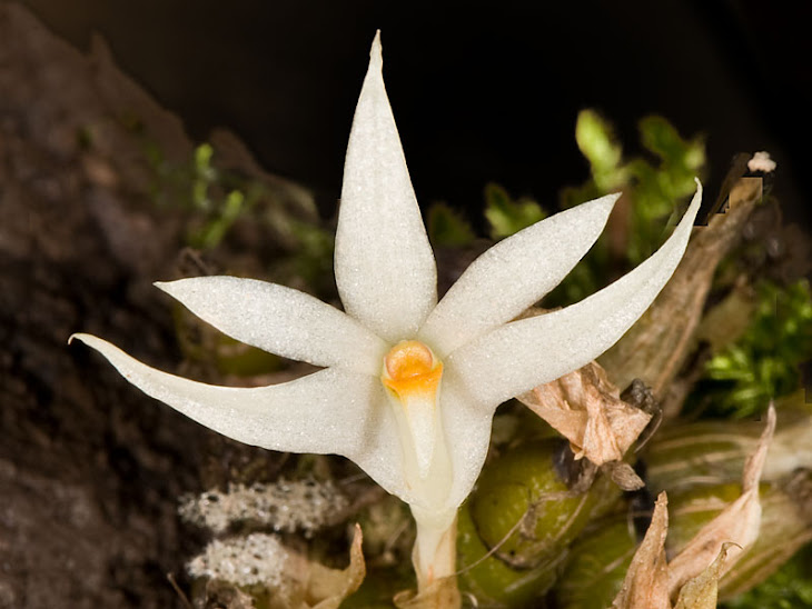 Dendrobium masarangense ssp.theionanthum