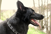 ♥ JINX - Our German Shepherd Watch Dog ♥