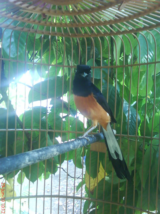 Ciri Ciri Murai Batu Medan Penangkaran Murai Batu Ciri Ciri Murai Batu Medan Penangkaran Murai Batu