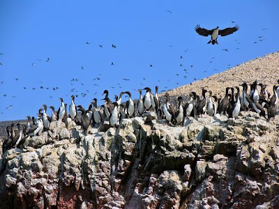 ballestas%2B2.JPG