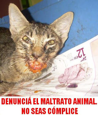 SI VES MALTRATO, DENUNCIÁ!! nO tengas miedo!