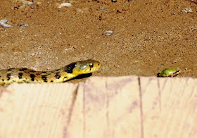 夜更かしウォーカーのフォト日記 蛇に睨まれた蛙