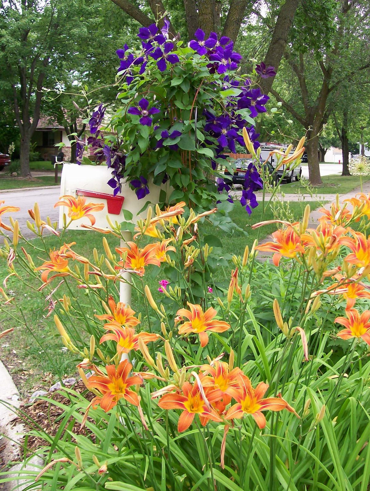 [Clematis+Mailbox.jpg]