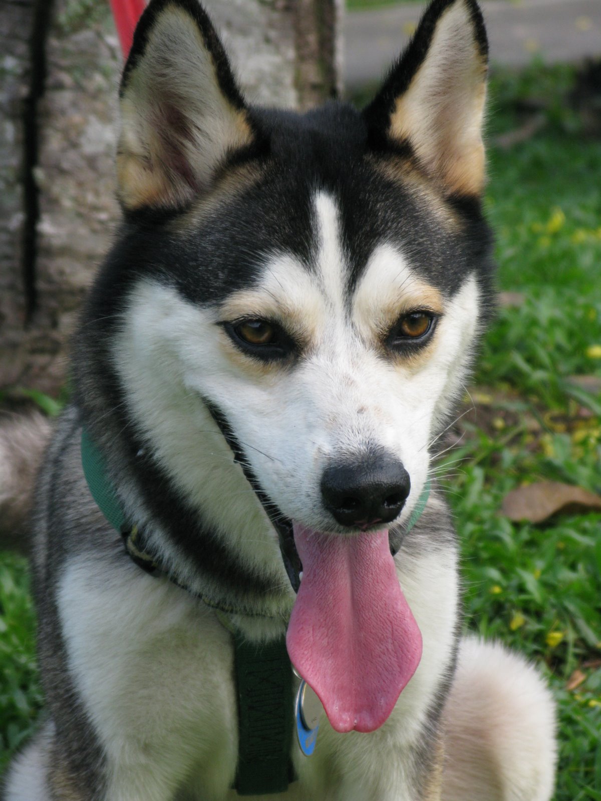 [Petmag-Husky-M&G-290309+064.jpg]