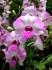 Kepada Pengemar Bunga Orchid