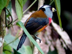 Toucan barbet