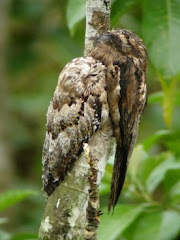 Common Potoo