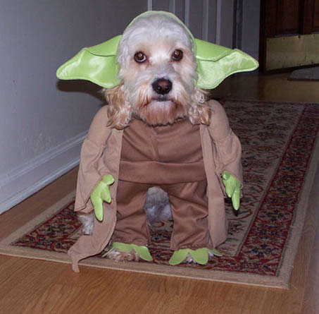 Yoda dog