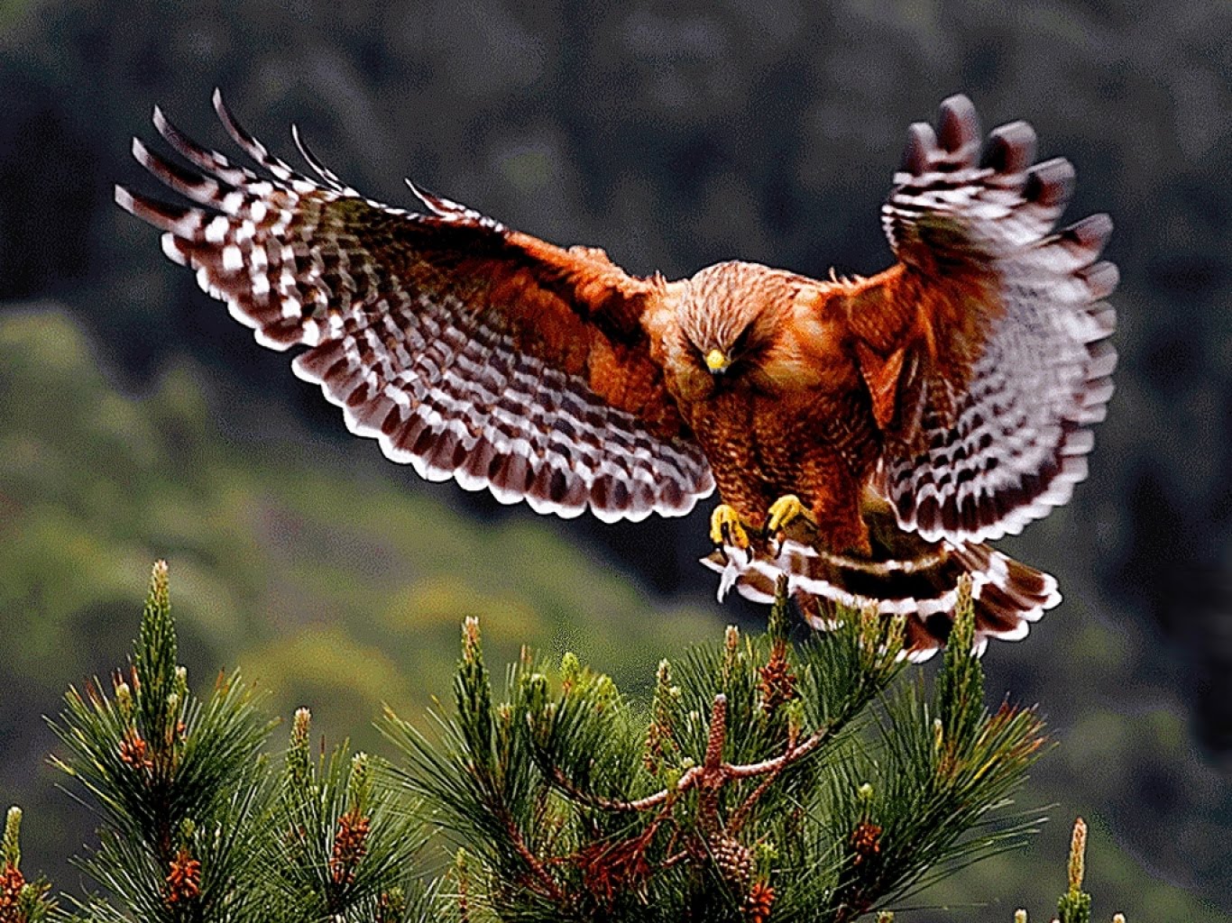 Aula reptil: SABIAS QUE LAS AVES SON REPTILES??!!!