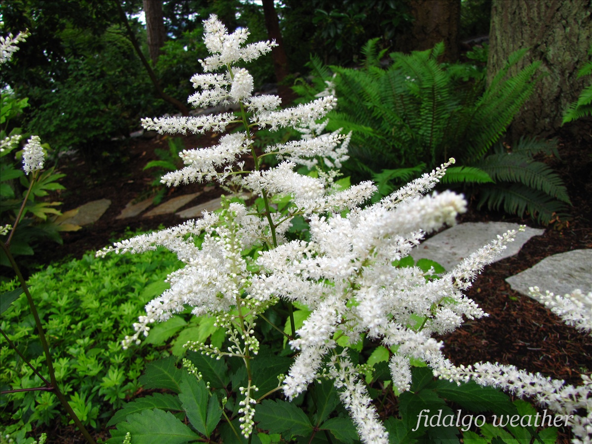 Wyldestone Cottage Buddleia The Butterfly Bush