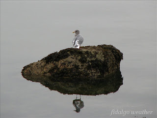 Gull at Dewey Beach