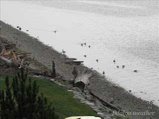 Migrating Canada Geese