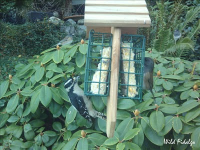 Downy Woodpecker