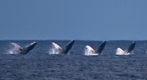 Whale Dance