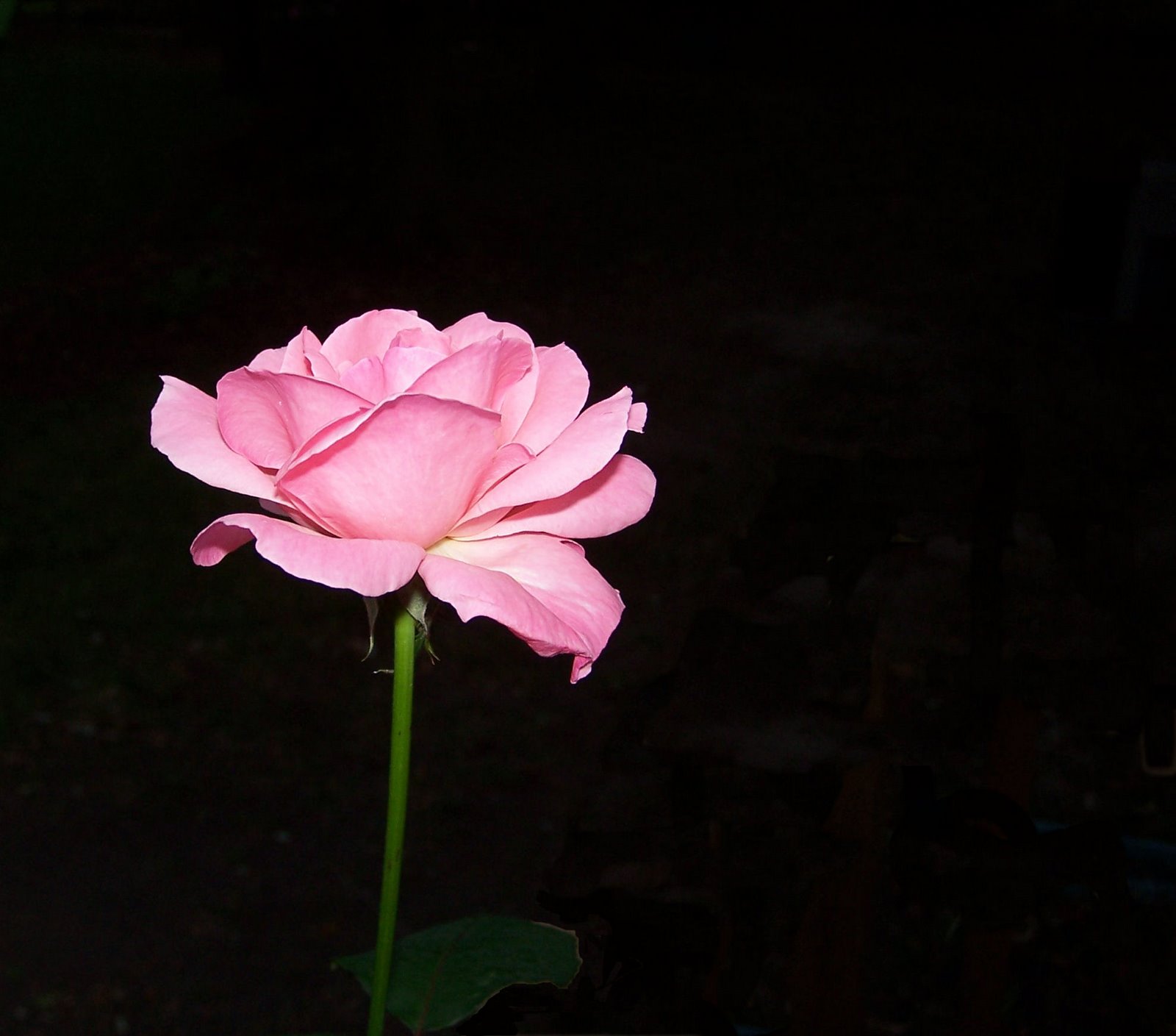 [Pink+Rose+with+Black+Background.jpg]