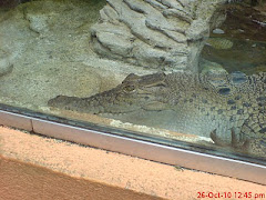crocodile in Malacca Zoo