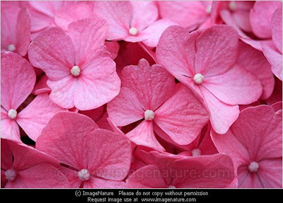 Pink hortensia (Hydrangea) background