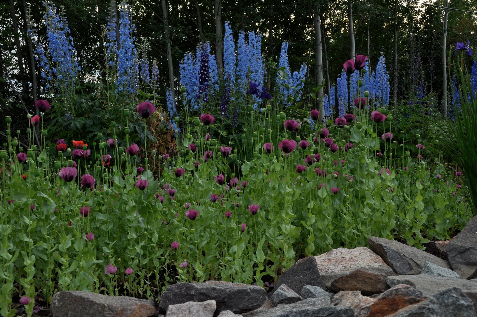 Northern Exposure Gardening Pushing the Hardiness Boundaries