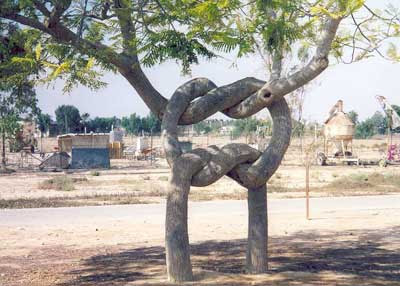 amazingtree8.jpg