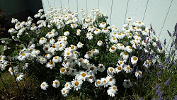 End of summer daisies