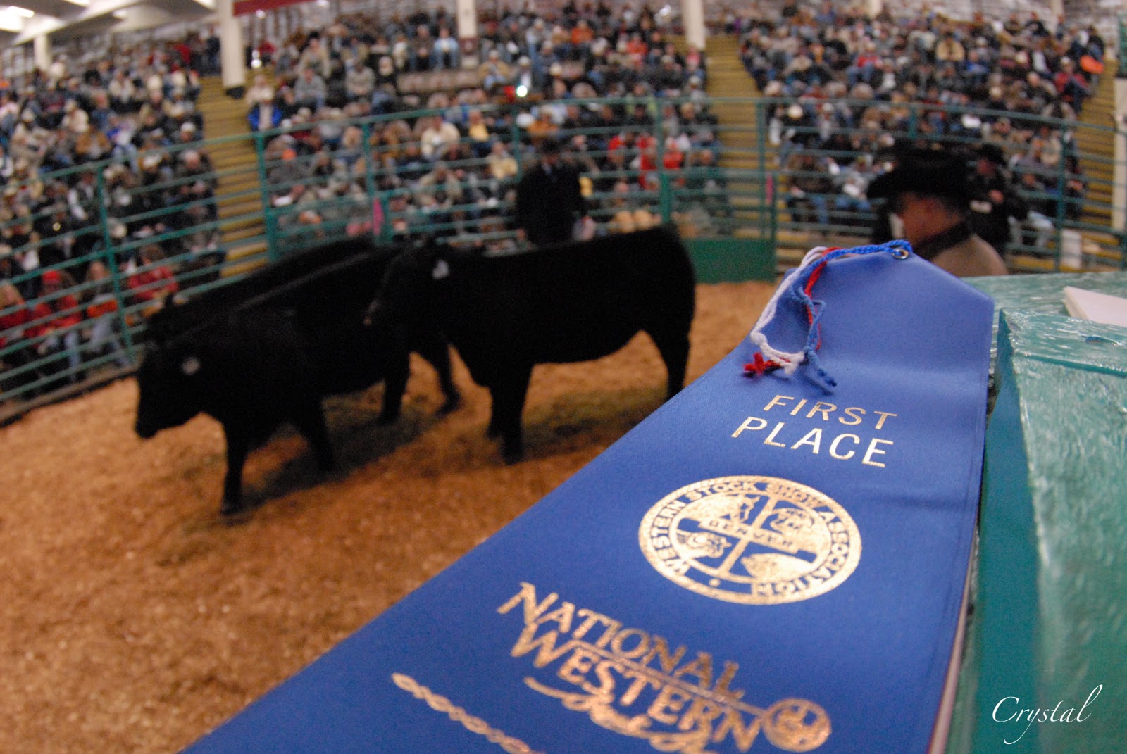 Crystal Cattle National Western Stock Show photographs