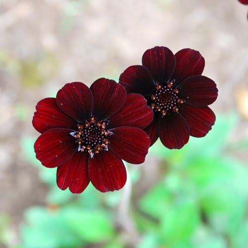 AMBITION BLISS: CHOCOLATE COSMOS FLOWER
