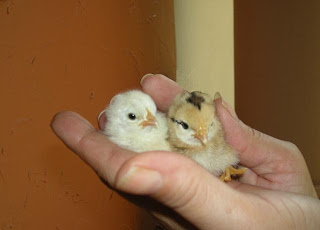 Baby chicks, La Ceiba, Honduras