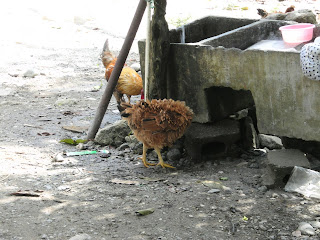 Curly hen, Honduras