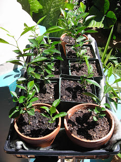 Key lime seedlings (Citrus aurantifolia)