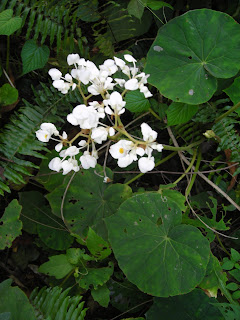 Wild white begonias, Honduras