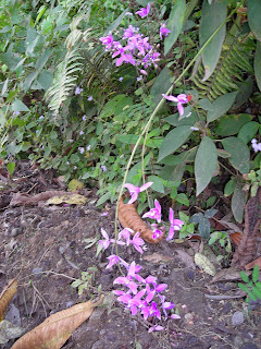 Wild orchids, Honduras