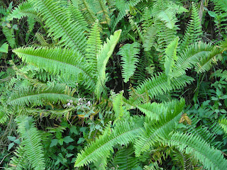 Ferns by the road, Honduras