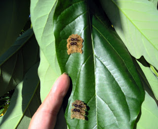 weird bugs on avocado tree, Honduras