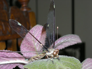 dragonfly, Honduras