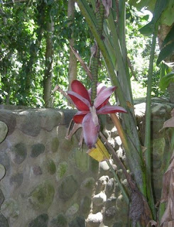 Banana bloom, La Ceiba, Honduras