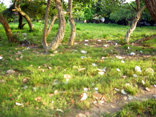 trash, El Porvenir, Honduras