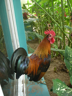 Honduran bantam rooster
