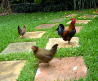 chickens, La Ceiba, Honduras