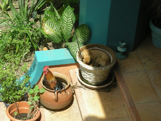 rooster and chihuahua in pots