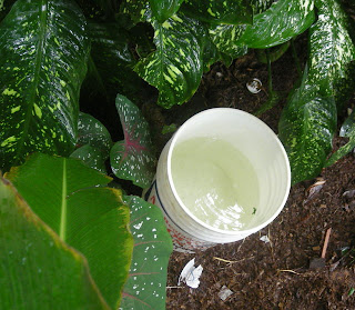 Collecting rainwater in a bucket, La Ceiba, Honduras
